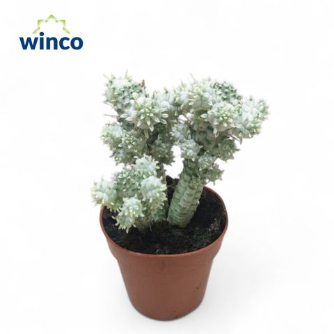 Euphorbia mammillaris variegata