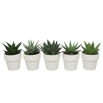 Succulents ALOE / HAWORTHIA MIX