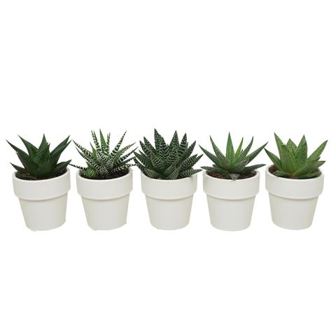 Succulents ALOE / HAWORTHIA MIX