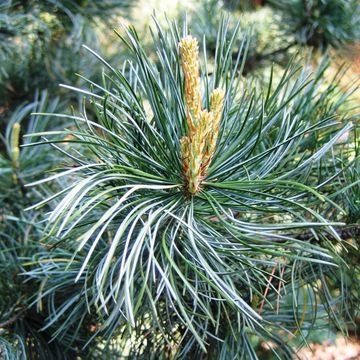 Pinus parviflora 'Glauca'