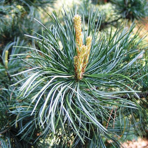 Pinus parviflora 'Глаука'