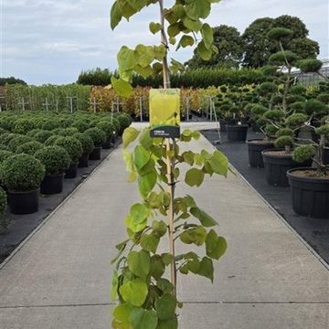 Cercis canadensis GOLDEN FALLS