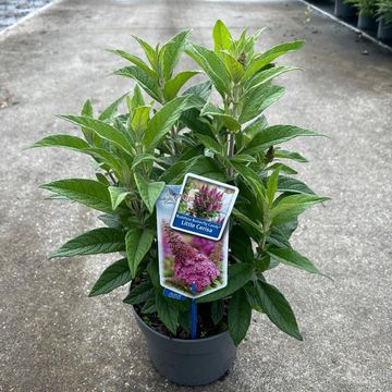 Buddleja davidii BUTTERFLY CANDY LITTLE CERISE