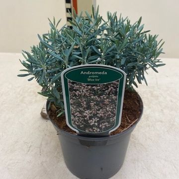 Andromeda polifolia 'Blue Ice'