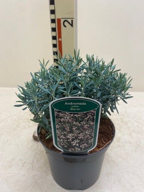 Andromeda polifolia 'Blue Ice'