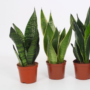 Sansevieria MIX