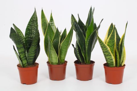 Sansevieria MIX