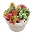 Arrangemang Cactus / Succulent
