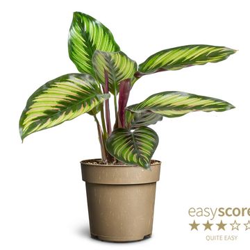 Calathea BEAUTYSTAR