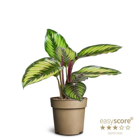 Calathea BEAUTYSTAR