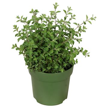 Origanum vulgare 'Gold Nugget'