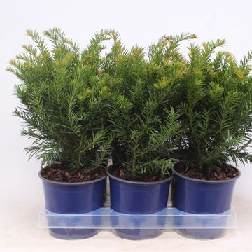 Taxus baccata 'Repandens'