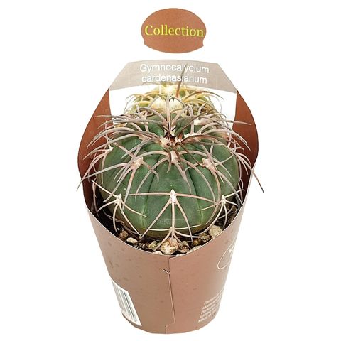 Gymnocalycium cardenasianum