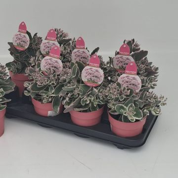 Sedum telephium SEDUCTION LA VIE EN ROSE