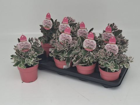Sedum telephium SEDUCTION LA VIE EN ROSE