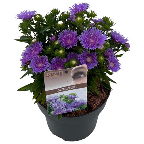 Stokesia laevis 'Mels Blue'