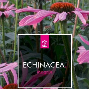Echinacea purpurea 'Magnus'