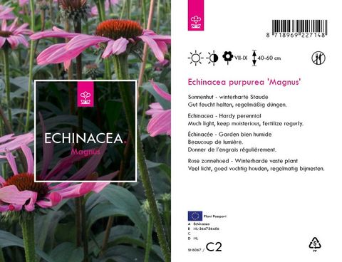 Echinacea purpurea 'Magnus'
