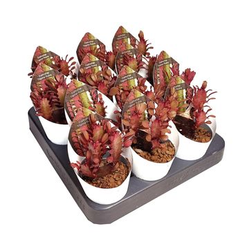 Euphorbia trigona 'Rubra'