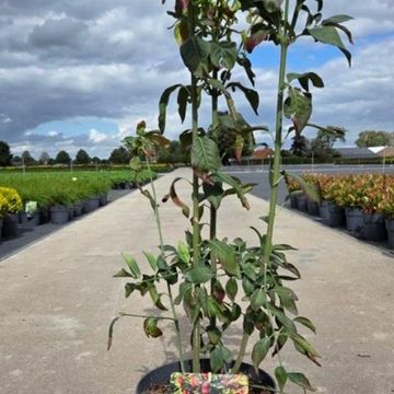 Euonymus europaeus 'Red Cascade'