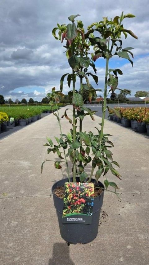 Euonymus europaeus 'Red Cascade'