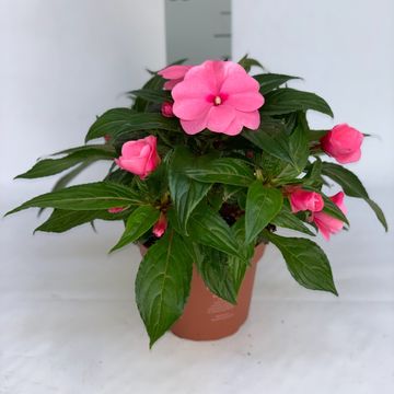 Impatiens TAMARINDA PINK