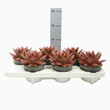 Echeveria agavoides 'Antares'