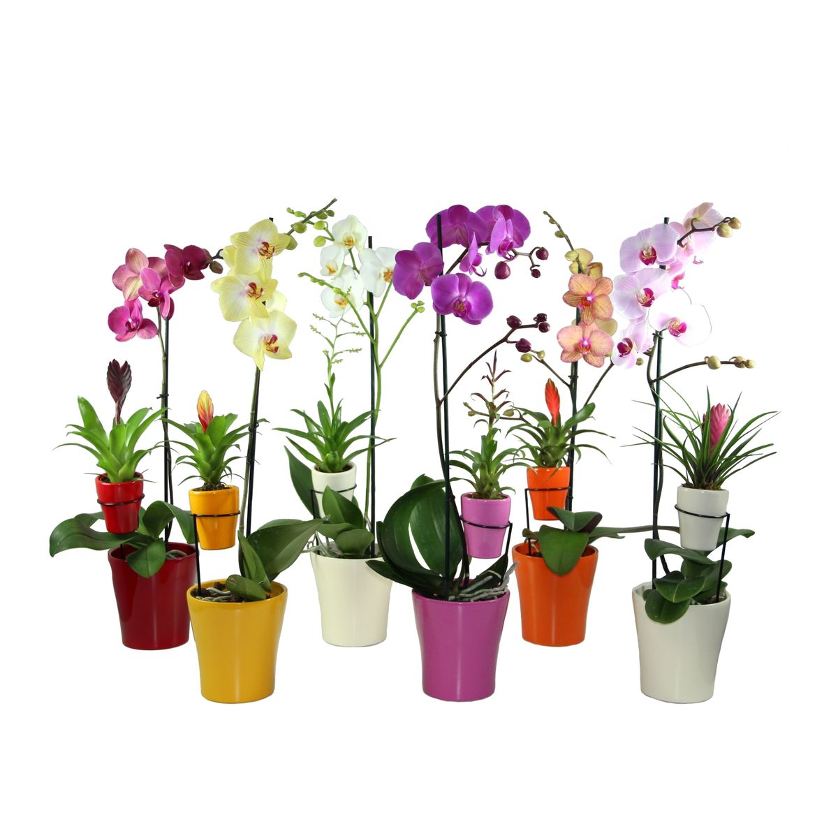 Houseplants MIX — Plant Wholesale FlorAccess