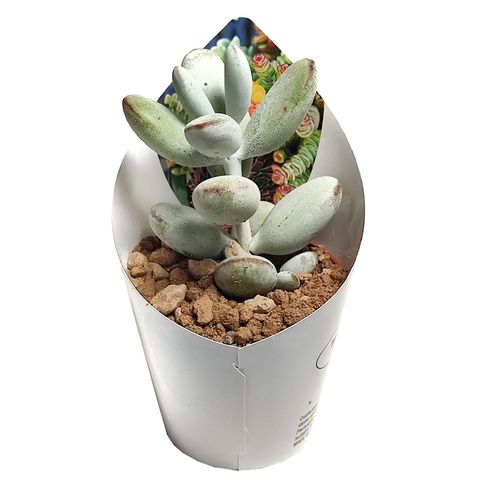 Cotyledon orbiculata oophylla