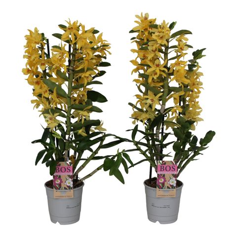 Dendrobium nobile STAR CLASS CHYOMI