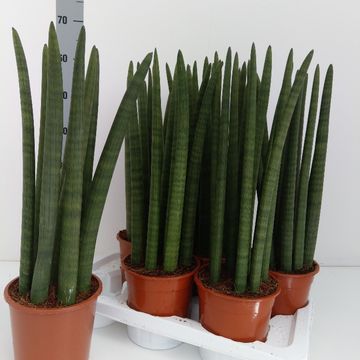 Sansevieria cylindrica 'Straight'