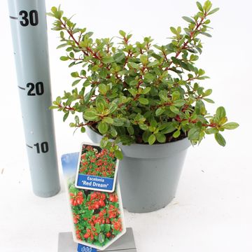 Escallonia 'Ред Дрим'