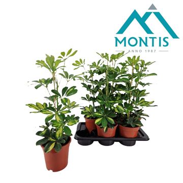 Schefflera arboricola 'Gold Capella'