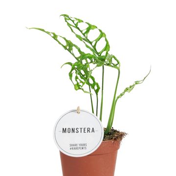 Monstera obliqua 'Peru'