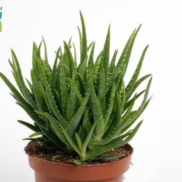 Aloe vera 'Verini'