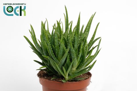 Aloe vera 'Verini'