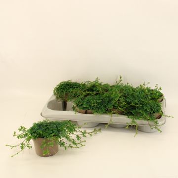 Selaginella 'Peacock'