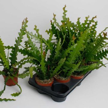 Epiphyllum anguliger