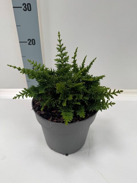 Chamaecyparis obtusa 'Teddy Bear'