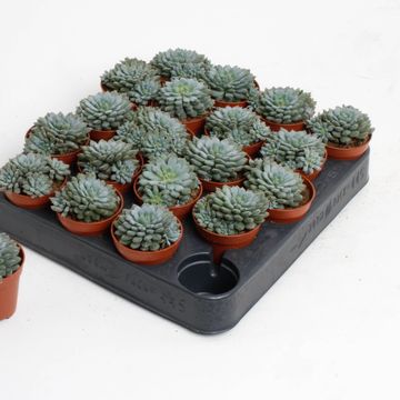 Echeveria derenbergii