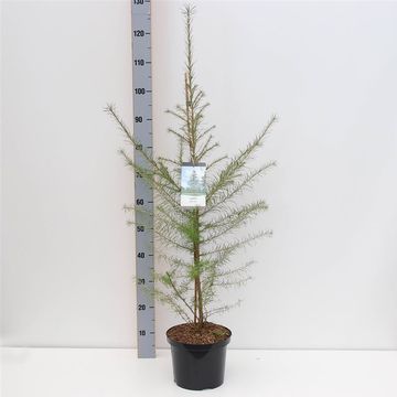 Larix decidua