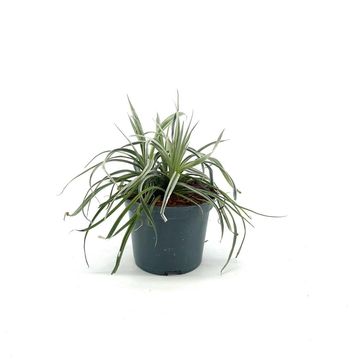 Astelia 'Silver Shadow'