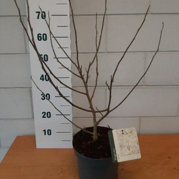 Magnolia stellata