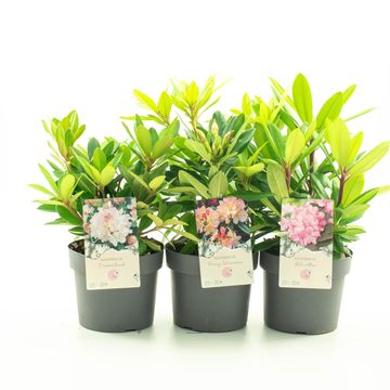 Rhododendron YAKUSHIMAMUM MIX (Y)