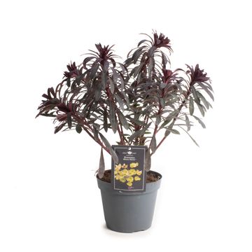 Euphorbia MINER'S MERLOT