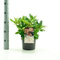 Rhododendron 'Percy Wiseman' (Y)