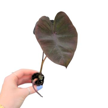 Colocasia 'Evolution'