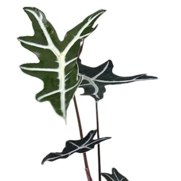 Alocasia sanderiana 'Nobilis'