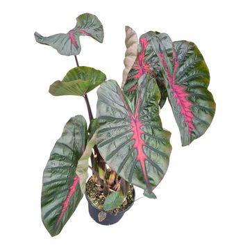 Colocasia 'Hybrid Moccachino'