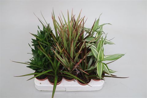 Dracaena MIX